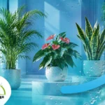 أنواع نباتات الزينة